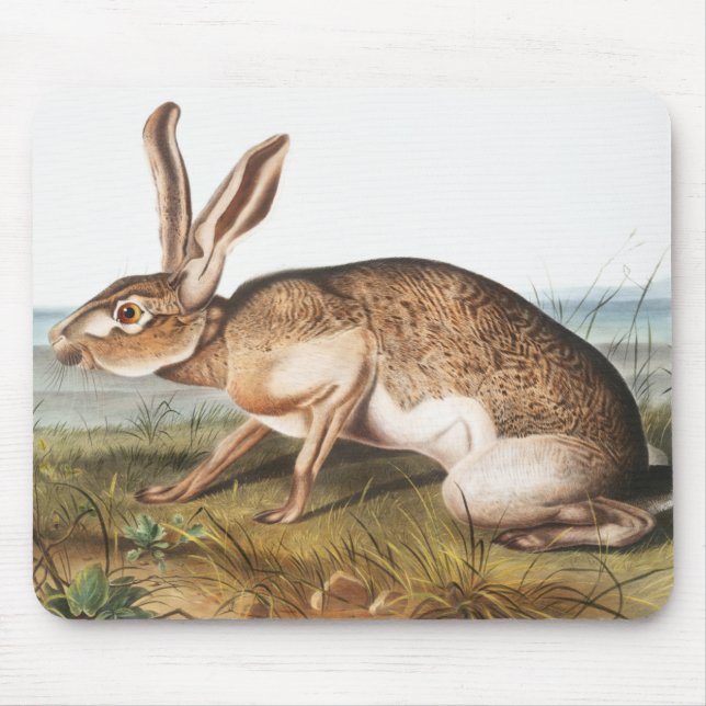 Texian Hare (Lepus Texianus) Rabbit Illustration Mouse Pad (Front)
