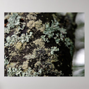 Texture and pattern of lichens on tree trunk poster