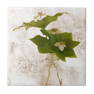 Textured Dogwood Bunch Berry In Jar Still Life Ceramic Tile