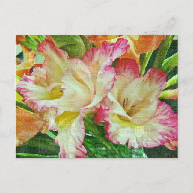Textured Gladiola Postcard (Front)