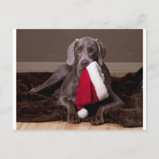 Teyla the Weimaraner and Santa Hat Holiday Postcard