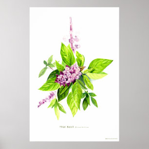 Thai Basil Botanical Illustration  Poster
