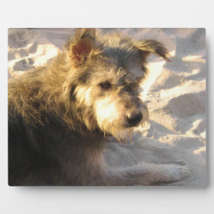 Thai Beach Dog Plaque