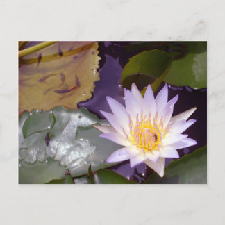 Thai Lotus, bee and fish Postcard