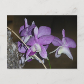 Thai Orchid Postcard