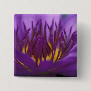 Thailand, Bangkok, Purple and yellow lotus 2 15 Cm Square Badge