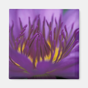 Thailand, Bangkok, Purple and yellow lotus 2 Magnet