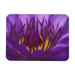 Thailand, Bangkok, Purple and yellow lotus 2 Magnet