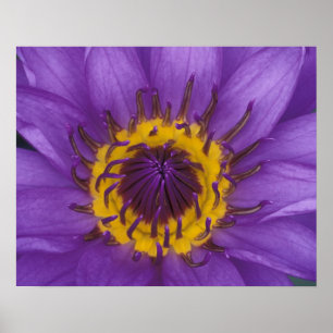 Thailand, Bangkok, Purple and yellow lotus Poster