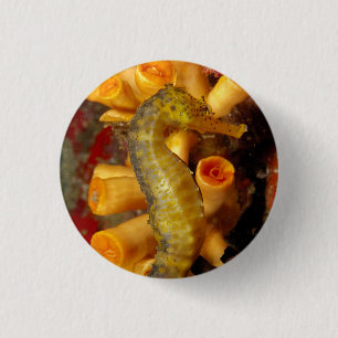 Thailand, Close-Up Seahorse 3 Cm Round Badge