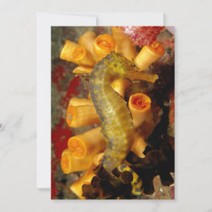 Thailand, Close-Up Seahorse Card