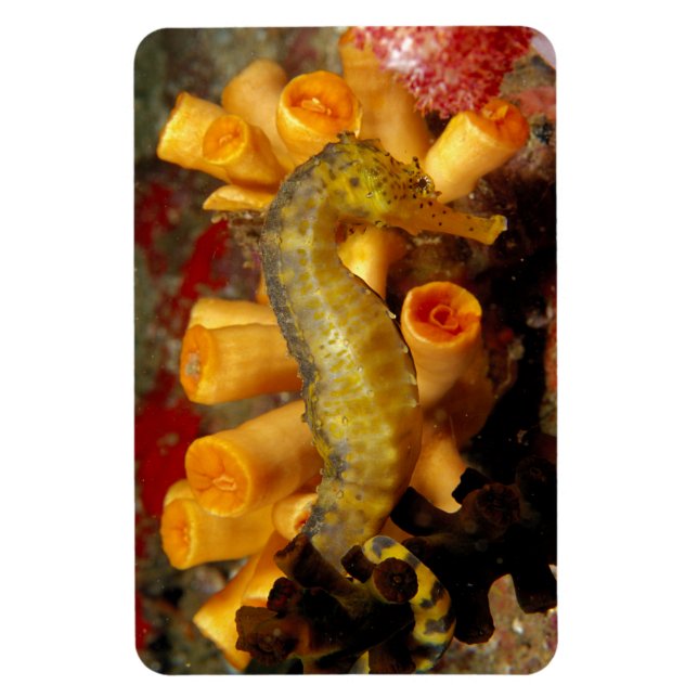 Thailand, Close-Up Seahorse Magnet (Vertical)