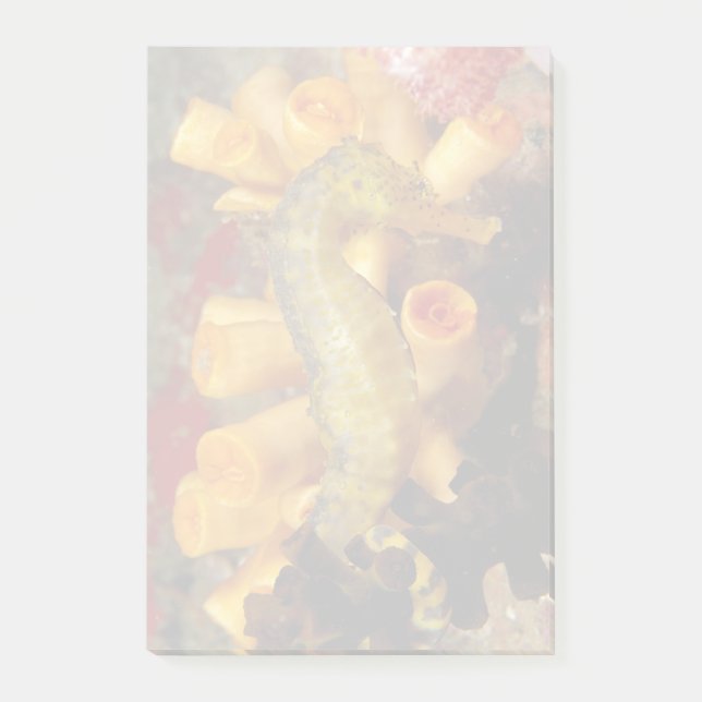 Thailand, Close-Up Seahorse Post-it Notes (Front)