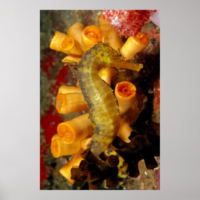 Thailand, Close-Up Seahorse Poster (Front)