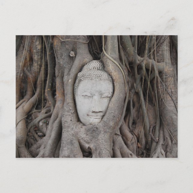 Thailand Head of Buddha surrounded by trees Postcard (Front)