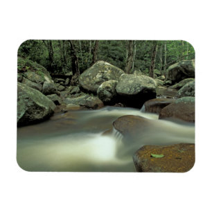 Thailand, Kohsamui Island, Rainforest landscape. Magnet