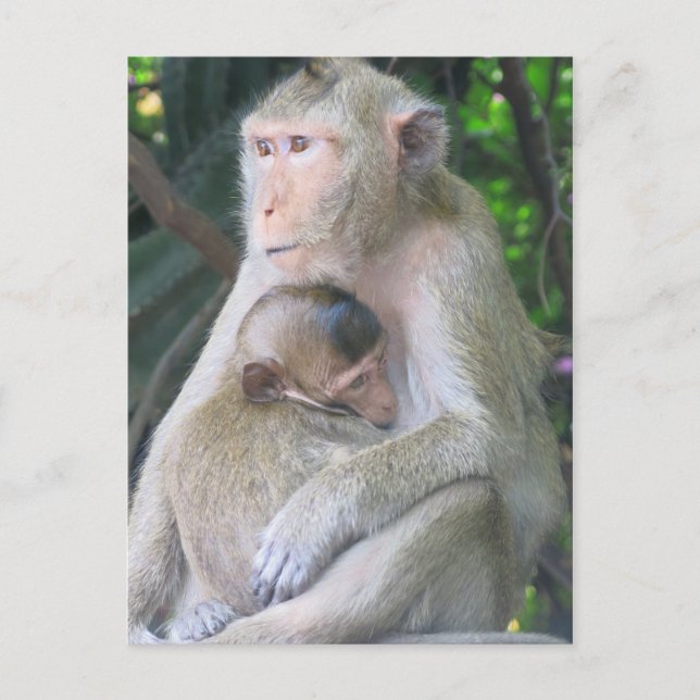 Thailand Monkey Mother and Child Hug Postcard (Front)