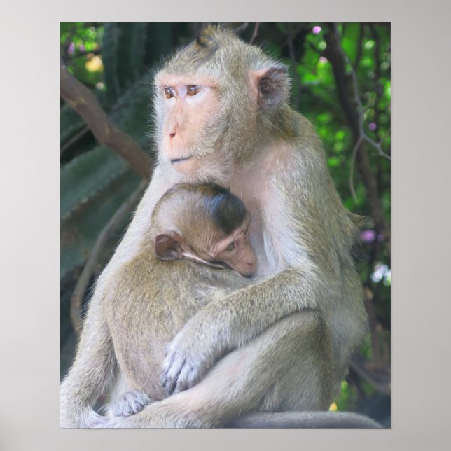 Thailand Monkey Mother and Child Hug Poster (Front)