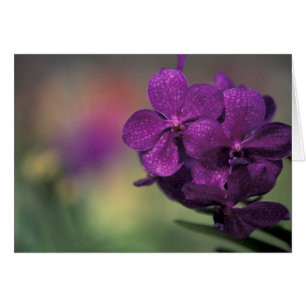 Thailand, Northern Thailand, near Chang Mai, Mae 2