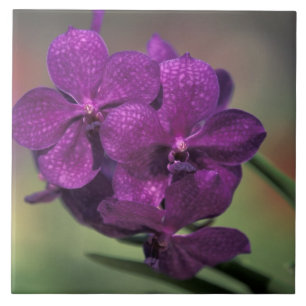 Thailand, Northern Thailand, near Chang Mai, Mae Ceramic Tile