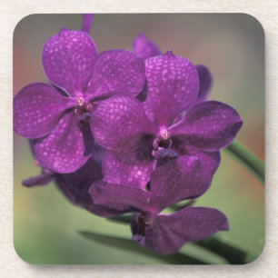 Thailand, Northern Thailand, near Chang Mai, Mae Coaster