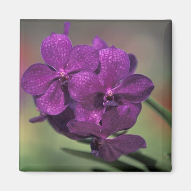 Thailand, Northern Thailand, near Chang Mai, Mae Magnet (Front)