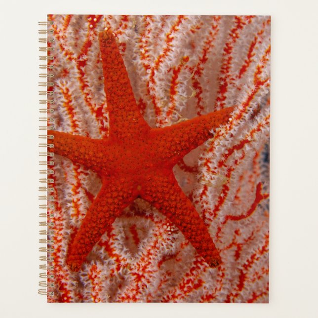 Thailand, Sea Star Aka Starfish Planner (Front)