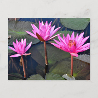 Thailand - Sukhothai lotus Holiday Postcard