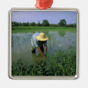 Thailand, Sukhothai. Rice farmer. MR. Metal Tree Decoration