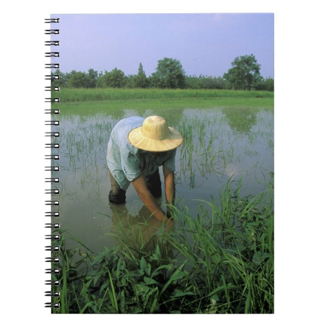Thailand, Sukhothai. Rice farmer. MR. Notebook (Front)