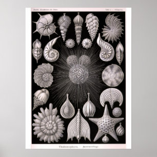 THALAMOPHORA Kammerlinge Protozoa Poster