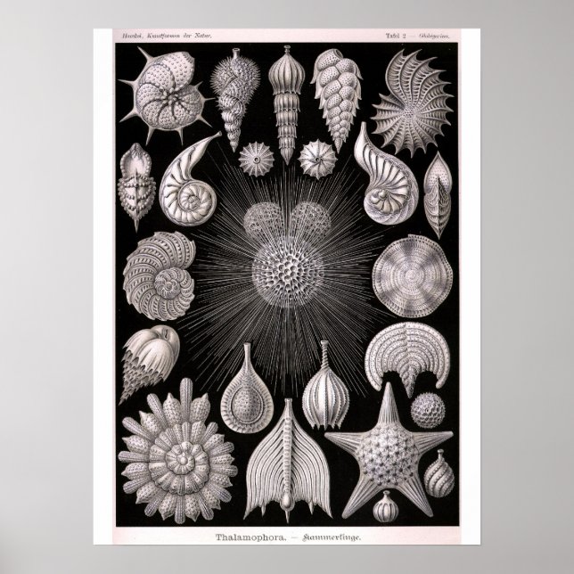 THALAMOPHORA Kammerlinge Protozoa Poster (Front)