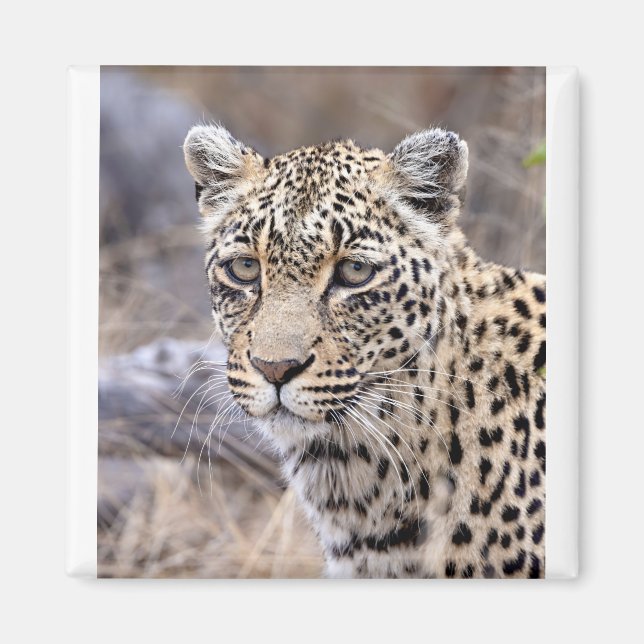Thandi - female leopard magnet (Front)