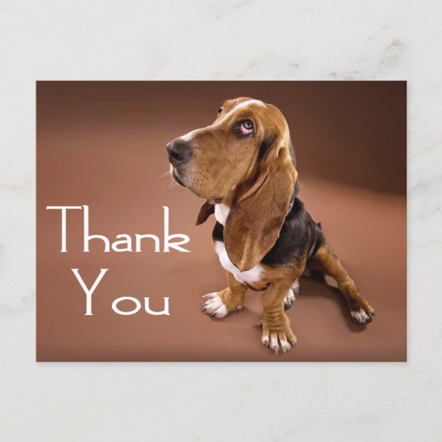 Thank You Basset Hound Greeting Post Card (Front)