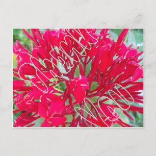 Thank You Beautiful Awesome Red flowers Postcard