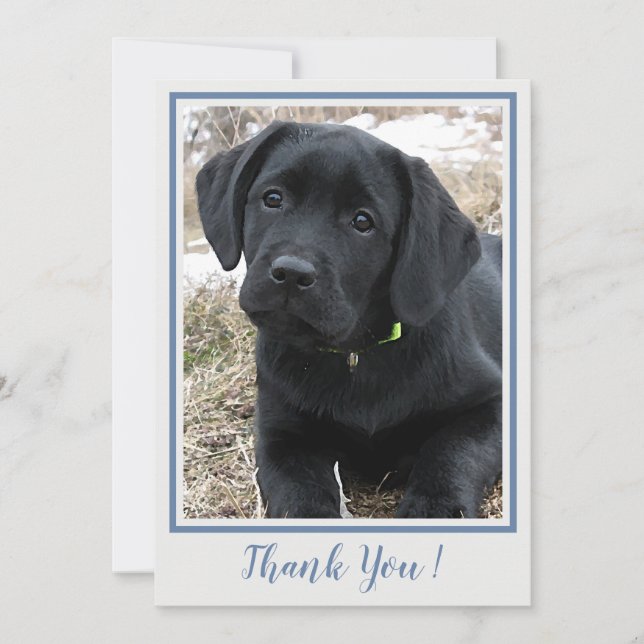Thank You Black Labrador- Blue Grey Cute Puppy Dog Card (Front)