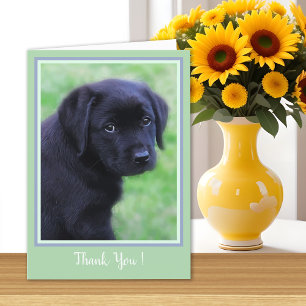 Thank You Black Labrador Puppy - Cute Dog