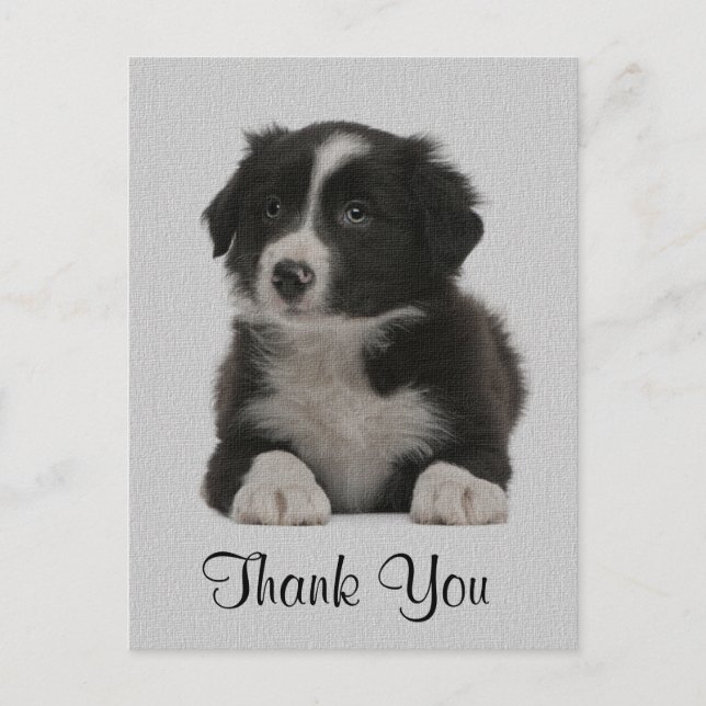 Thank You Border Collie Puppy Dog Post Card (Front)