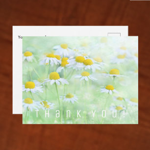 Thank You Card. Field of Daisies. Postcard