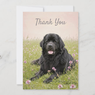 Thank You Card with a Newfoundland Dog