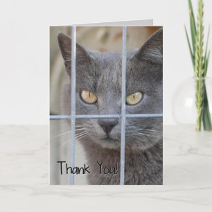 Thank You! Cat You Card