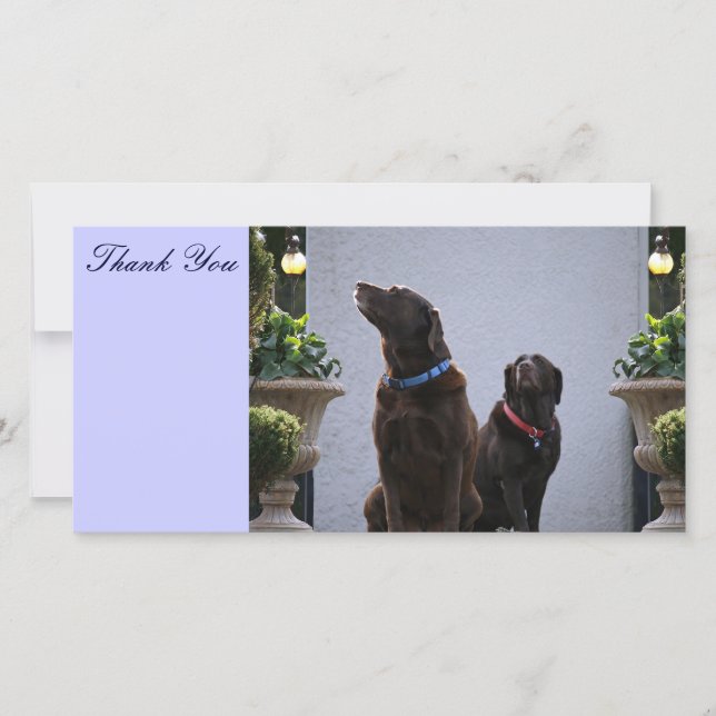 Thank You, Chocolate Labs You Card (Front)