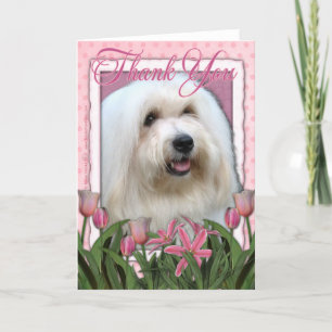 Thank You - Coton de Tulear Card