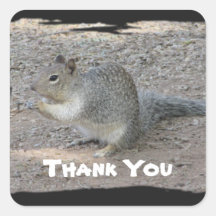 Thank You Cute Grey Squirrel Photo Appreciation