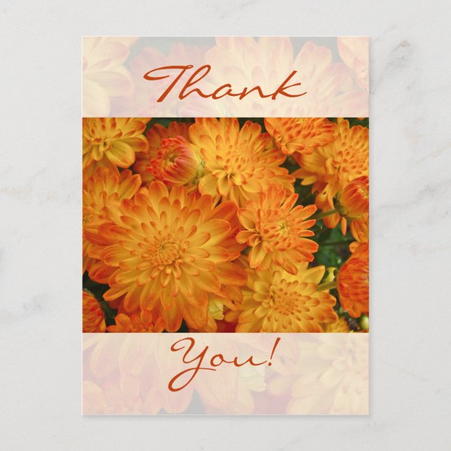 Thank You - Fire Orange Chrysanthemums Postcard (Front)