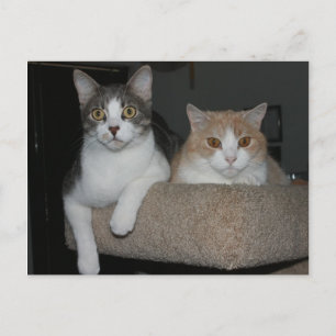 Thank You for Mentoring Me Postcard