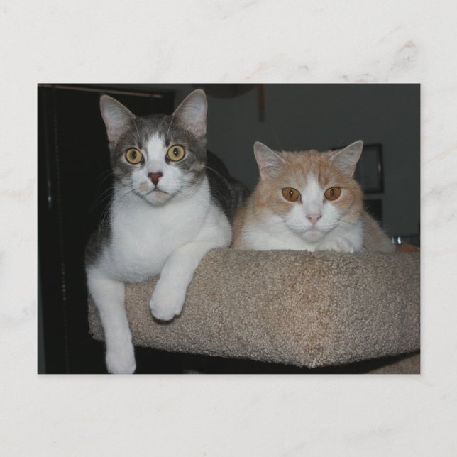 Thank You for Mentoring Me Postcard (Front)