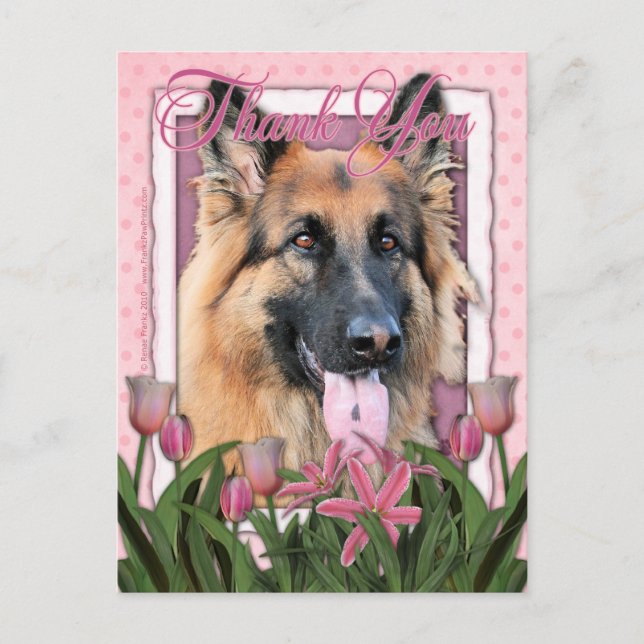 Thank You - German Shepherd - Chance Postcard (Front)