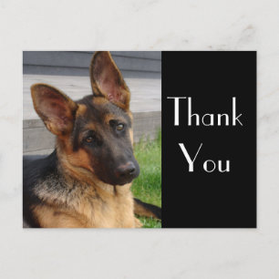 Thank You German Shepherd Puppy Dog Post Card