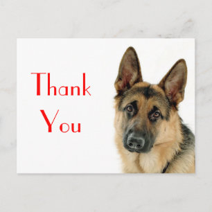 Thank You German Shepherd Puppy Dog Post Card